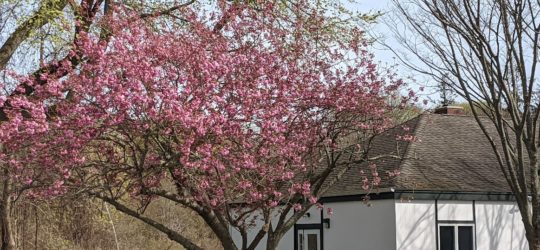blooming tree by church